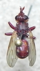Myopa clausa