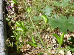Delphinium gracilentum