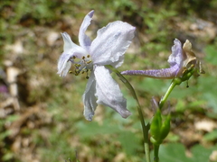 Delphinium gracilentum