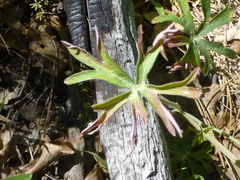 Delphinium gracilentum