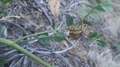 Hosackia crassifolia crassifolia