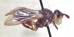 Myopa clausa