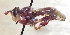 Myopa clausa