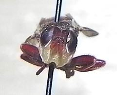 Myopa clausa