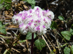 Calyptridium monospermum
