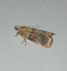 Acrobasis repandana