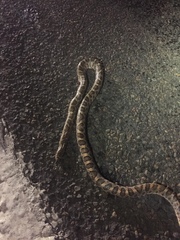 Arizona elegans