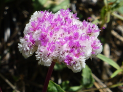 Calyptridium monospermum