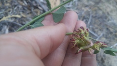 Hosackia crassifolia crassifolia