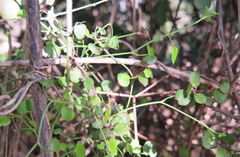 Scandia geniculata