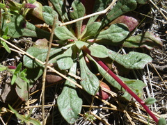 Calyptridium monospermum