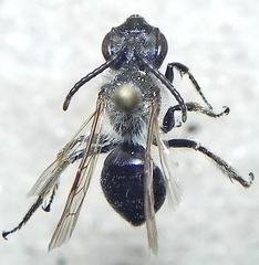 Andrena vicina