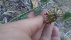 Hosackia crassifolia crassifolia