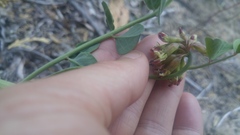 Hosackia crassifolia crassifolia