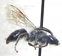 Andrena vicina