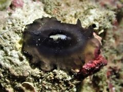 Scutus unguis