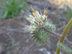 Phacelia egena