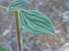 Phacelia egena