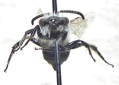 Andrena vicina