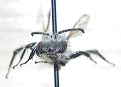 Andrena vicina
