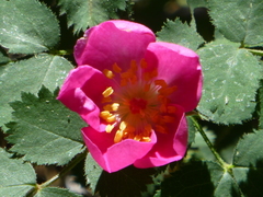 Rosa bridgesii
