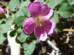 Rosa bridgesii
