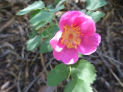 Rosa bridgesii