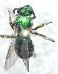 Augochloropsis viridula