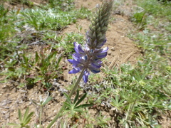 Lupinus lepidus confertus