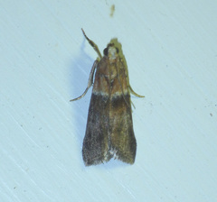 Acrobasis repandana