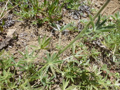 Lupinus lepidus confertus