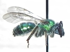 Augochloropsis viridula