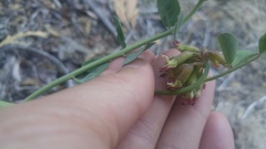 Hosackia crassifolia crassifolia