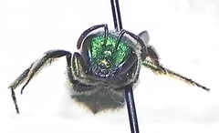 Augochloropsis viridula