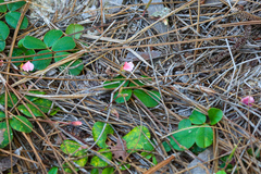 Tephrosia chrysophylla