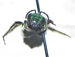 Augochloropsis viridula