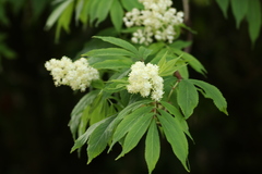 Sambucus racemosa racemosa