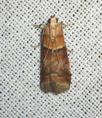 Acrobasis repandana
