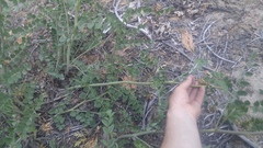 Hosackia crassifolia crassifolia