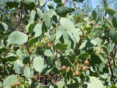 Arctostaphylos mewukka