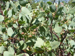 Arctostaphylos mewukka