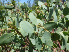 Arctostaphylos mewukka