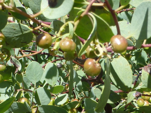 Image of Me-Wuk Manzanita (Arctostaphylos mewukka) by no rights reserved