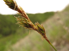 Carex petasata