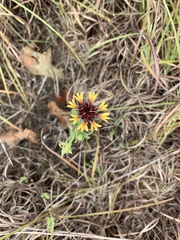 Gaillardia aestivalis