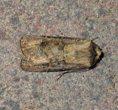 Agrotis clavis