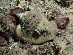 Laevistrombus turturella