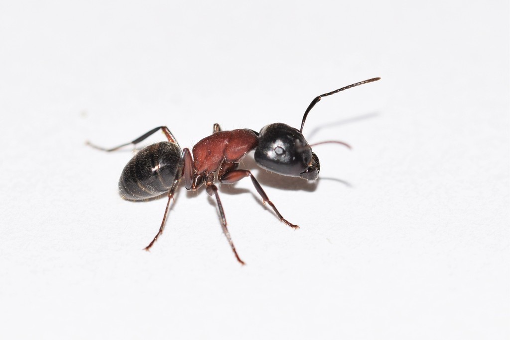New York Carpenter Ant