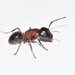 New York Carpenter Ant - Photo (c) Riley Walsh, some rights reserved (CC BY-NC), uploaded by Riley Walsh