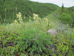 Oxytropis campestris